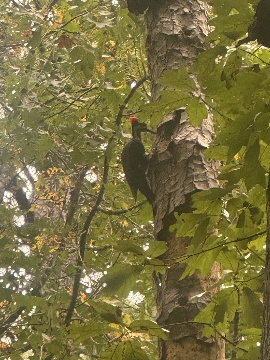 Pileated Woodpecker - ML647392425