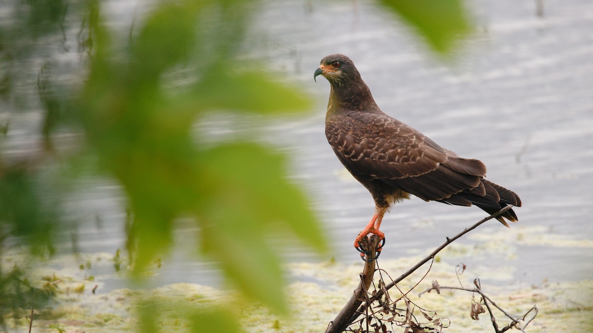 Caracolero Común - ML647392427