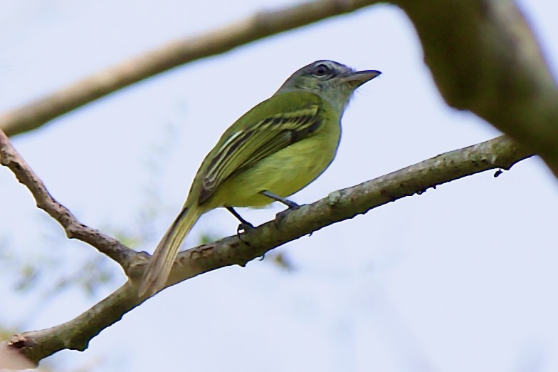 Yellow-olive Flatbill - ML647392431