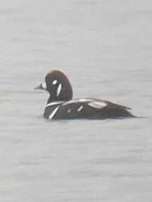 Harlequin Duck - ML647392432