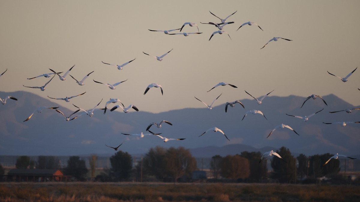 Snow Goose - ML647392450