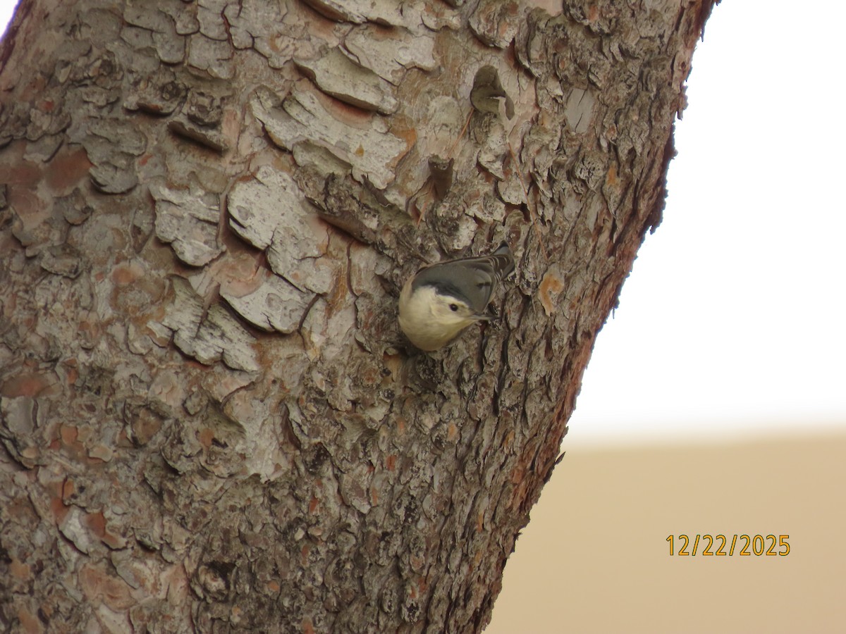 White-breasted Nuthatch - ML647392459