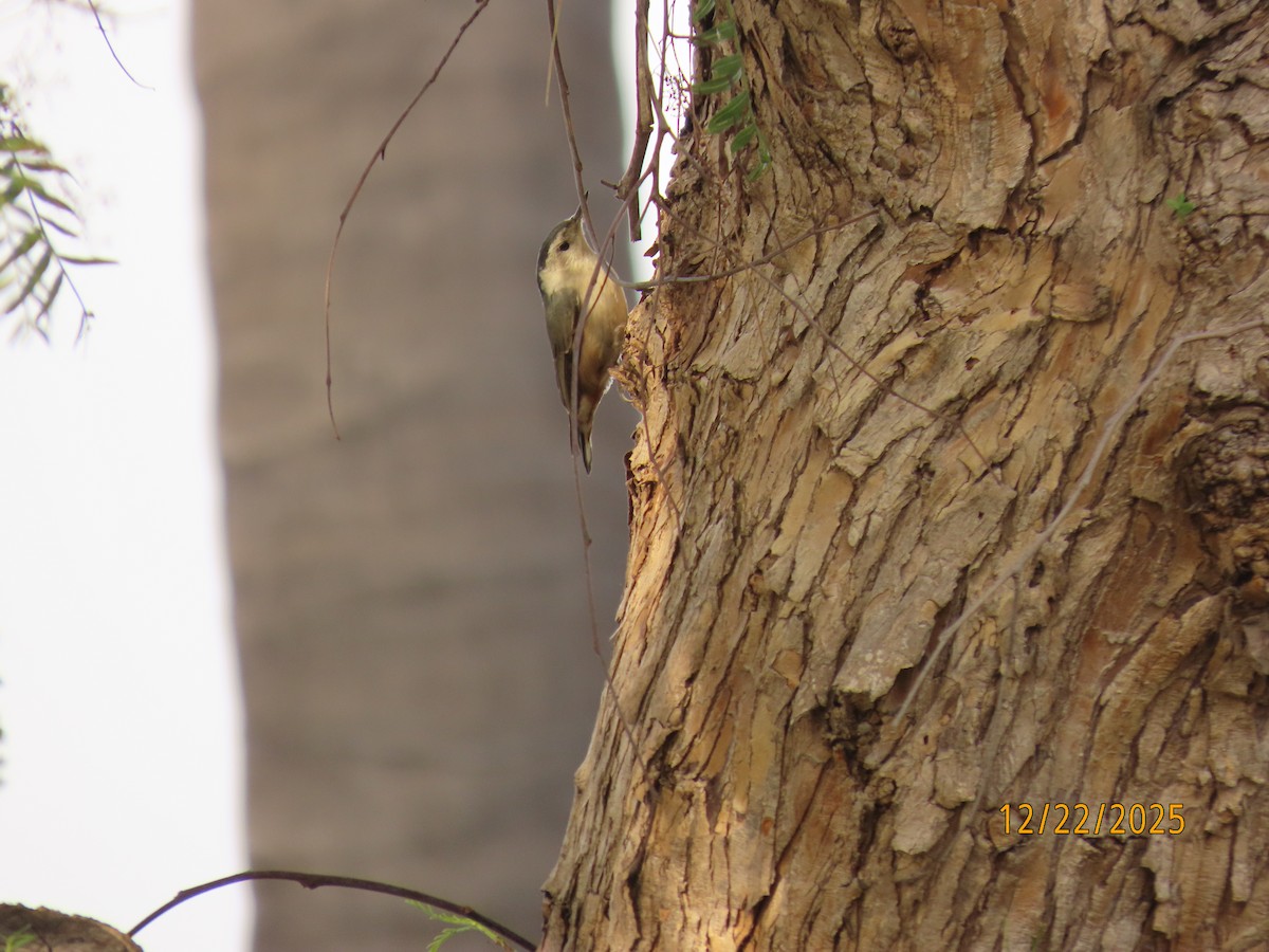 White-breasted Nuthatch - ML647392462
