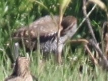 Buff-banded Rail - ML647392471
