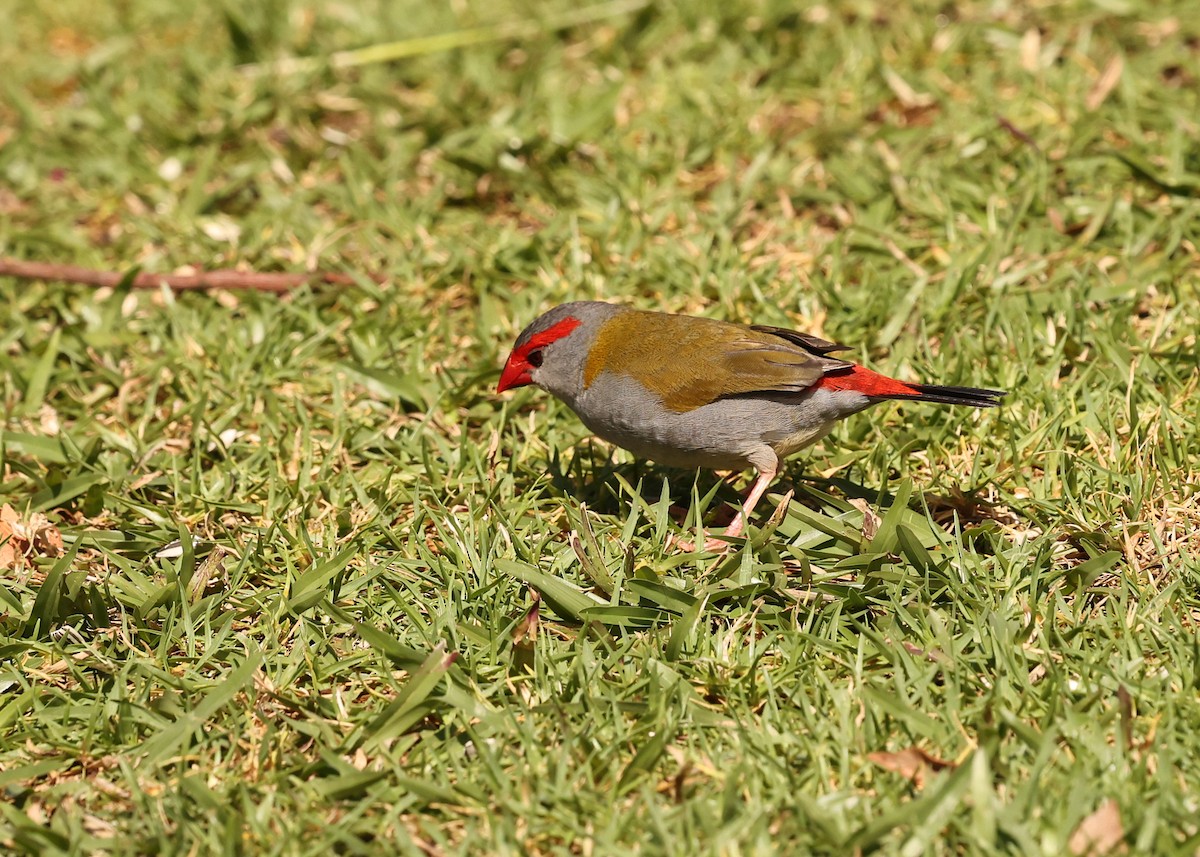 Red-browed Firetail - ML647392472