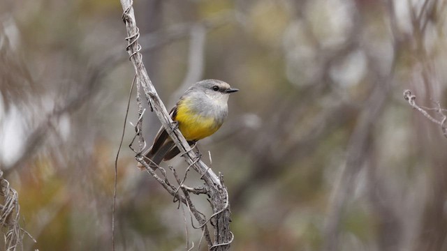 Petroica Pechigrís - ML647392477