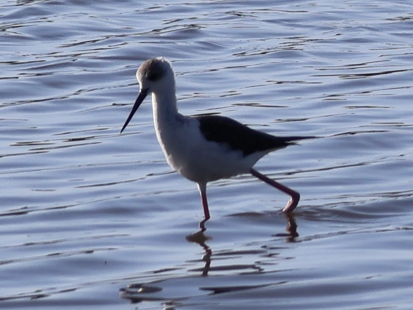 Pied Stilt - ML647392489