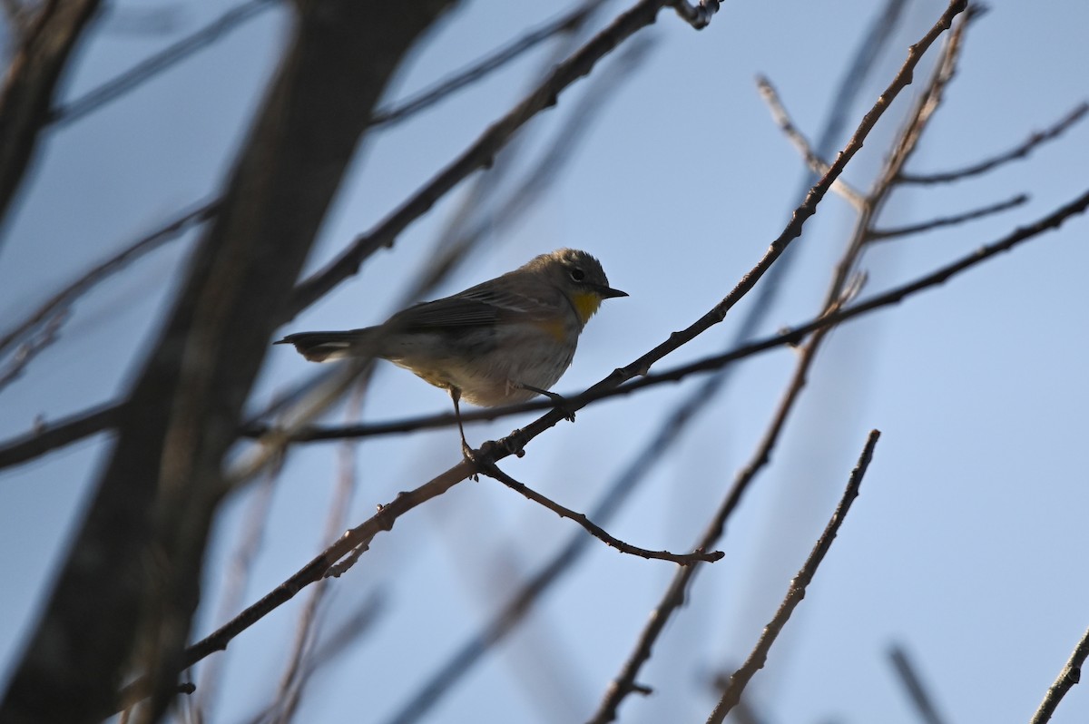 Yellow-rumped Warbler (Audubon's) - ML647392495