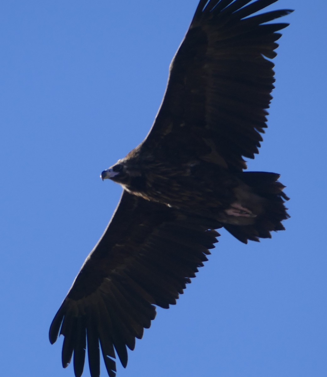 Buitre Negro - ML647392498