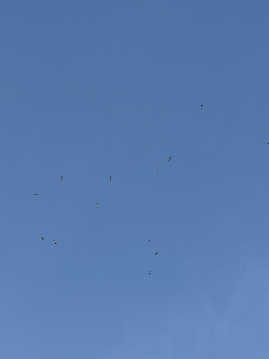 Серпокрилець білочеревий - ML647392499