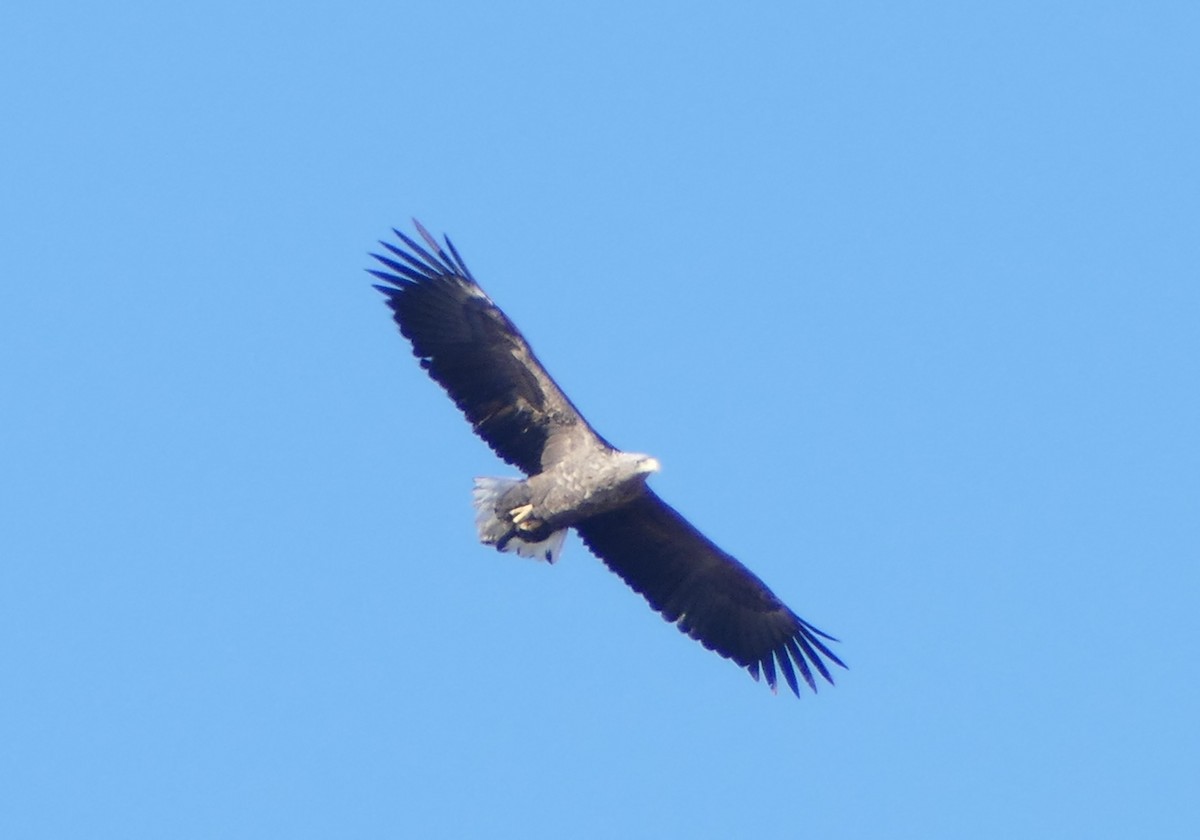 Орлан-белохвост - ML647392500