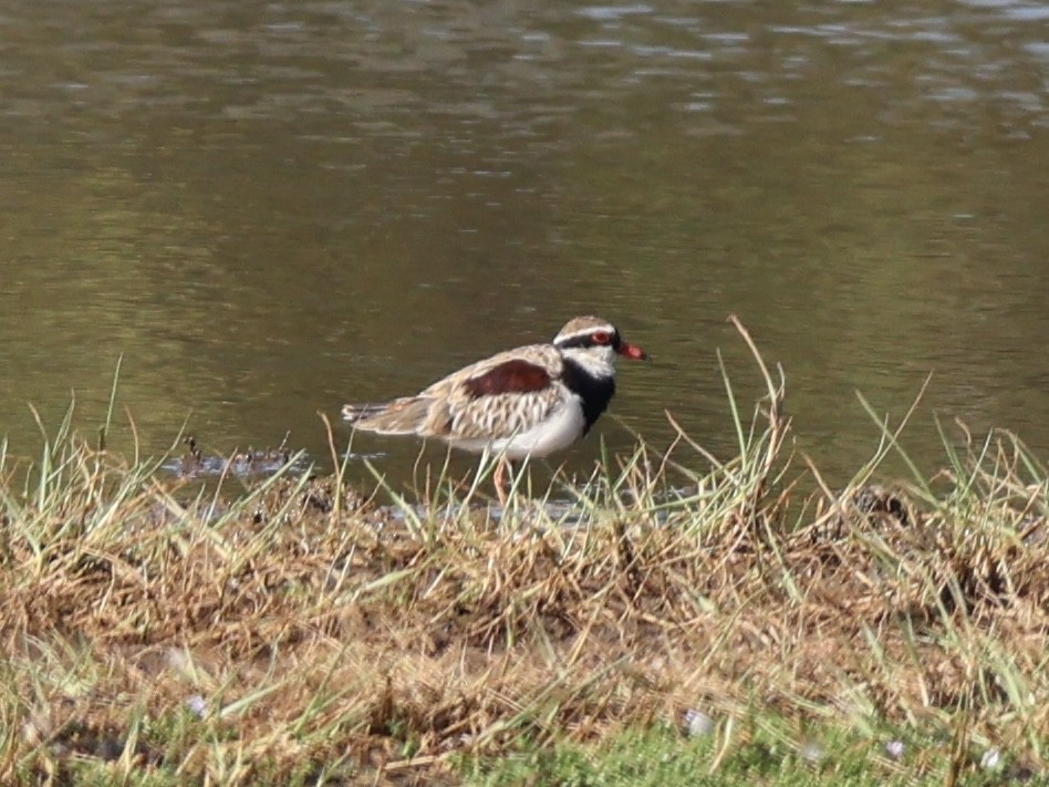 Black-fronted Dotterel - ML647392501