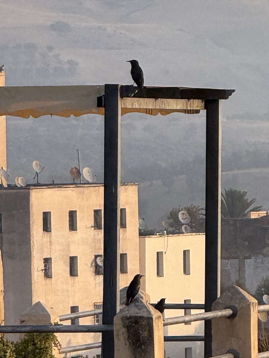 Spotless Starling - ML647392507