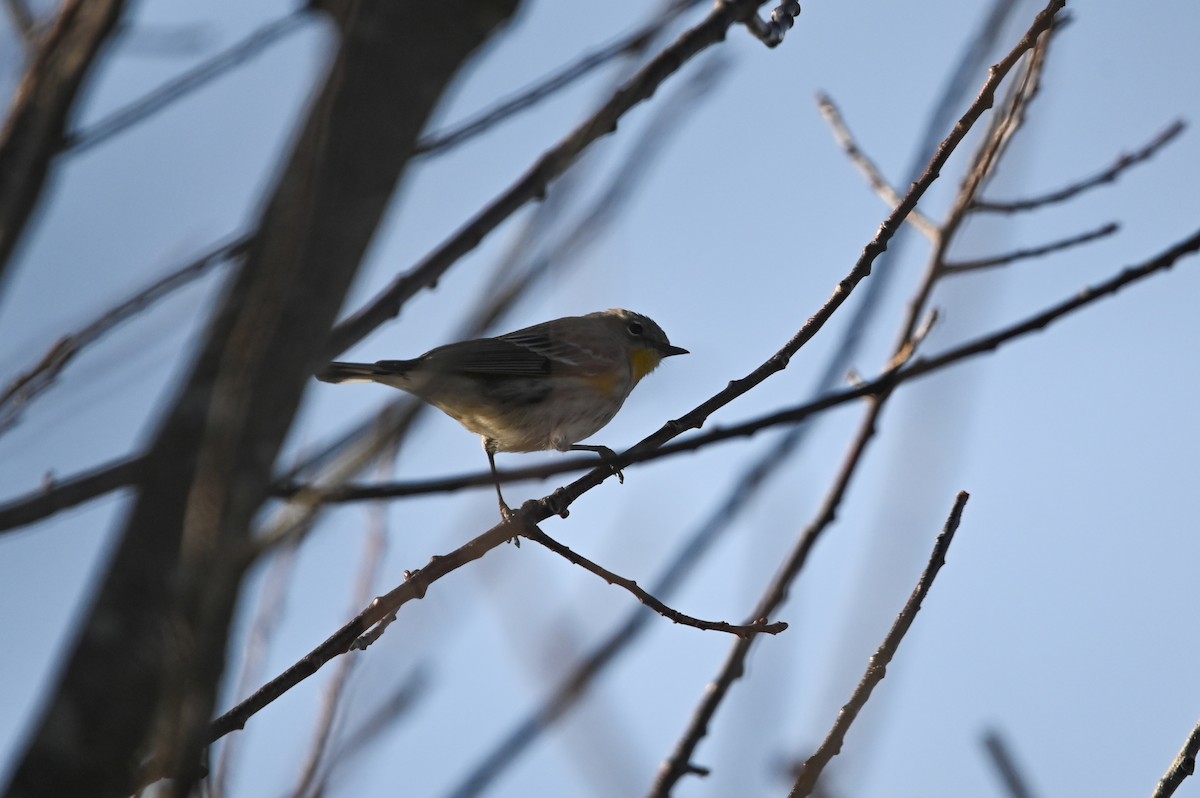 Yellow-rumped Warbler (Audubon's) - ML647392508