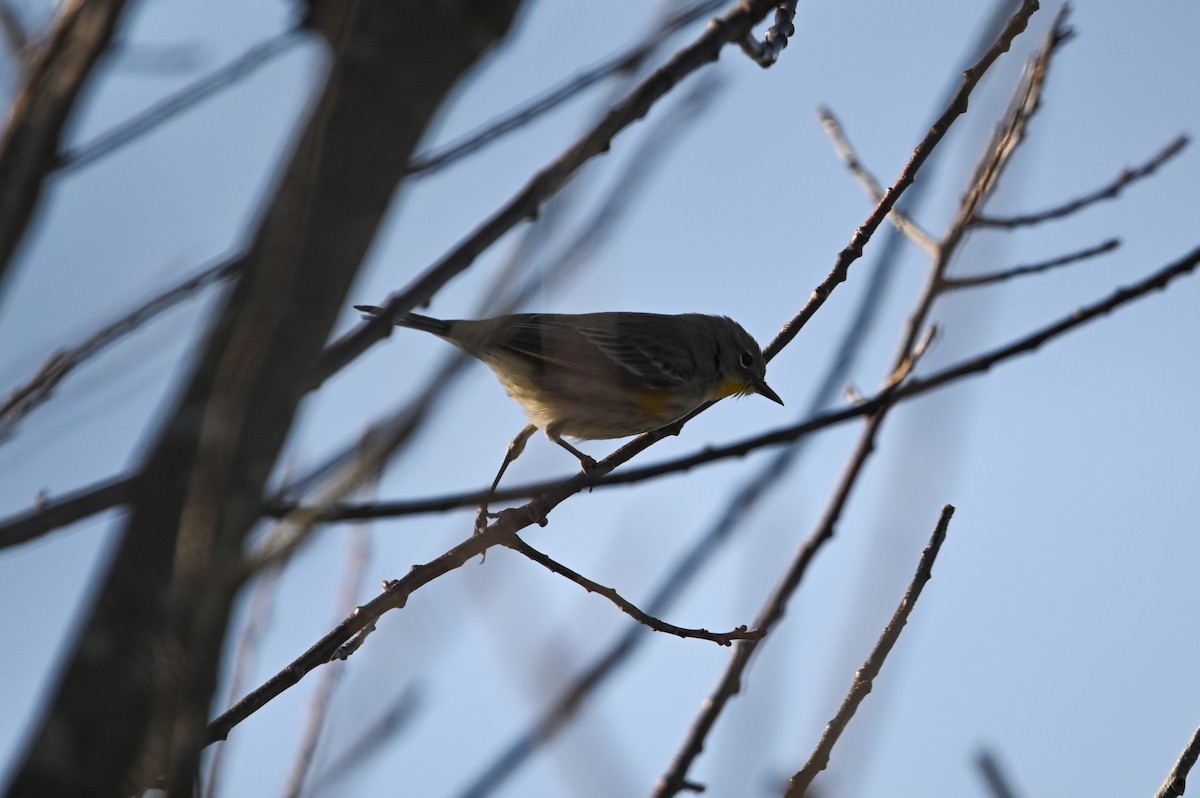 Yellow-rumped Warbler (Audubon's) - ML647392509