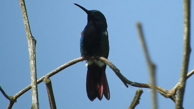 Mango Gorjinegro - ML647392512