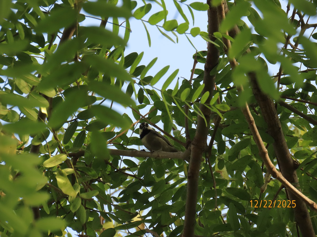 Mountain Chickadee - ML647392513