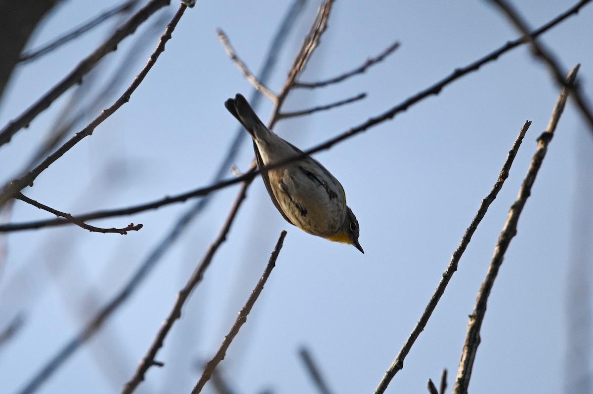 Yellow-rumped Warbler (Audubon's) - ML647392515