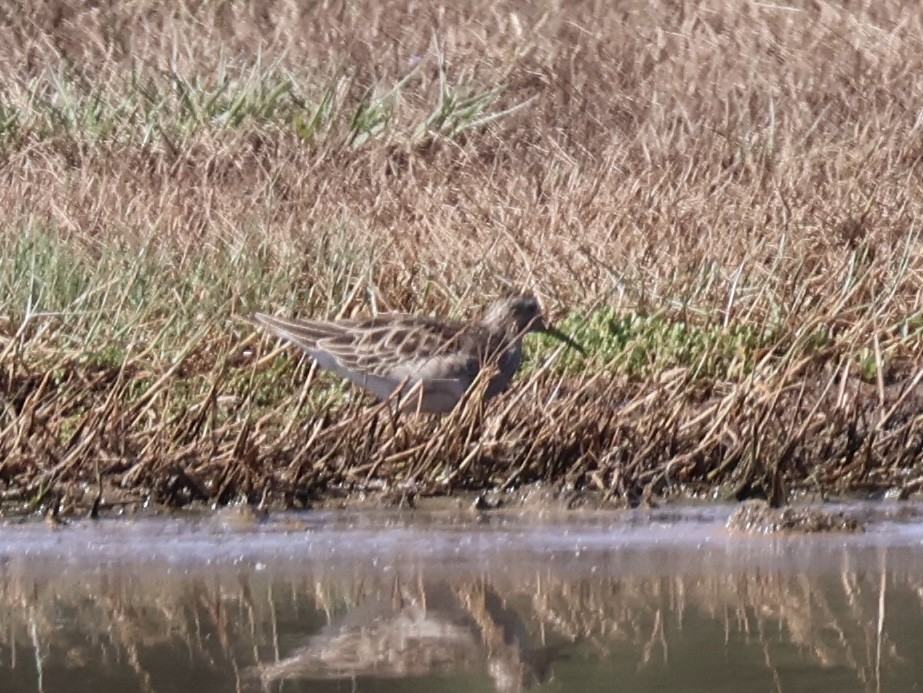 Sharp-tailed Sandpiper - ML647392518