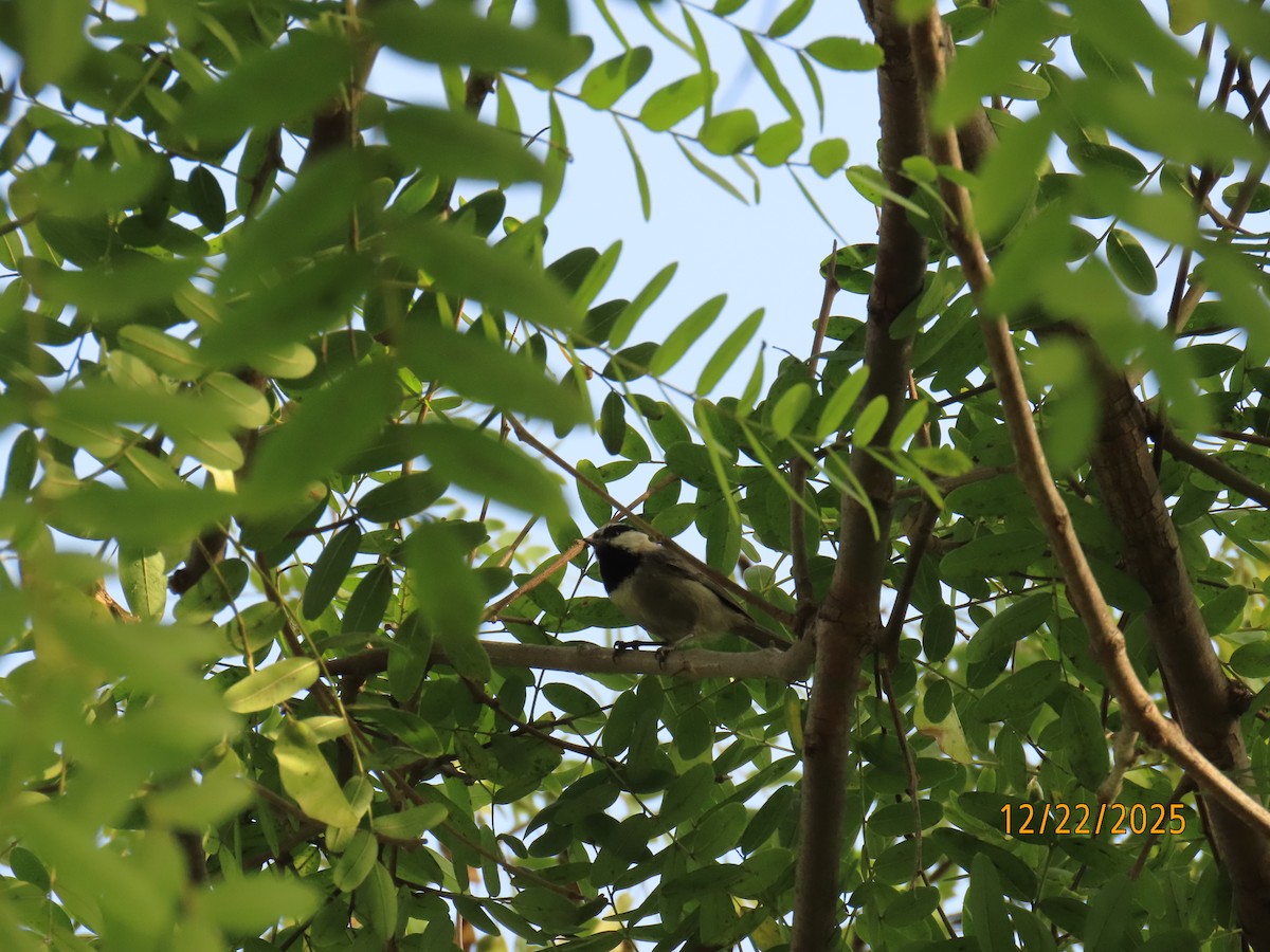 Mountain Chickadee - ML647392519