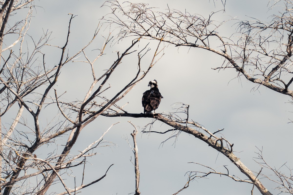 Osprey - ML647392521