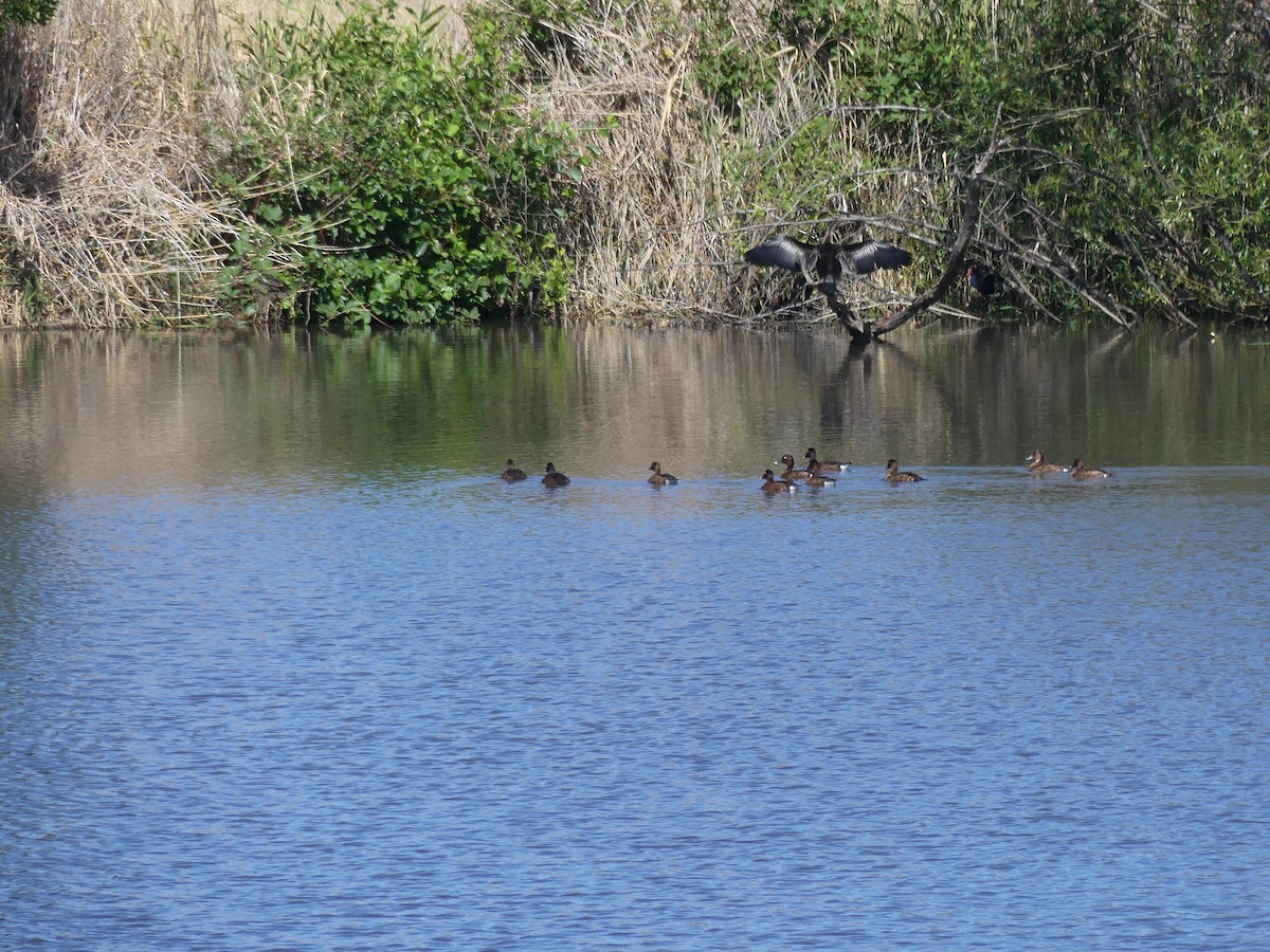 Hardhead - ML647392522