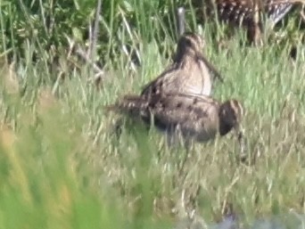 Latham's Snipe - ML647392536