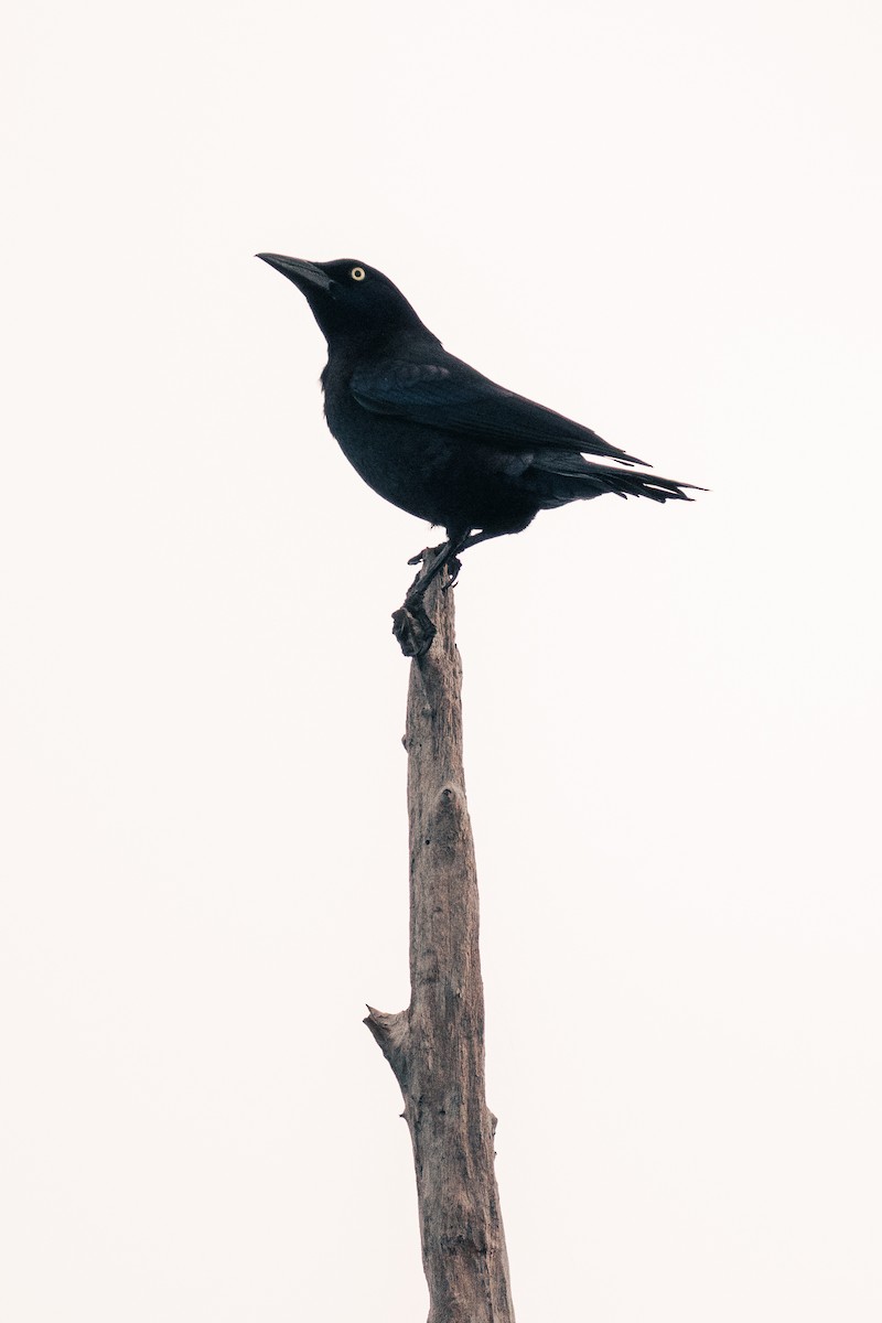 Common Grackle - ML647392537