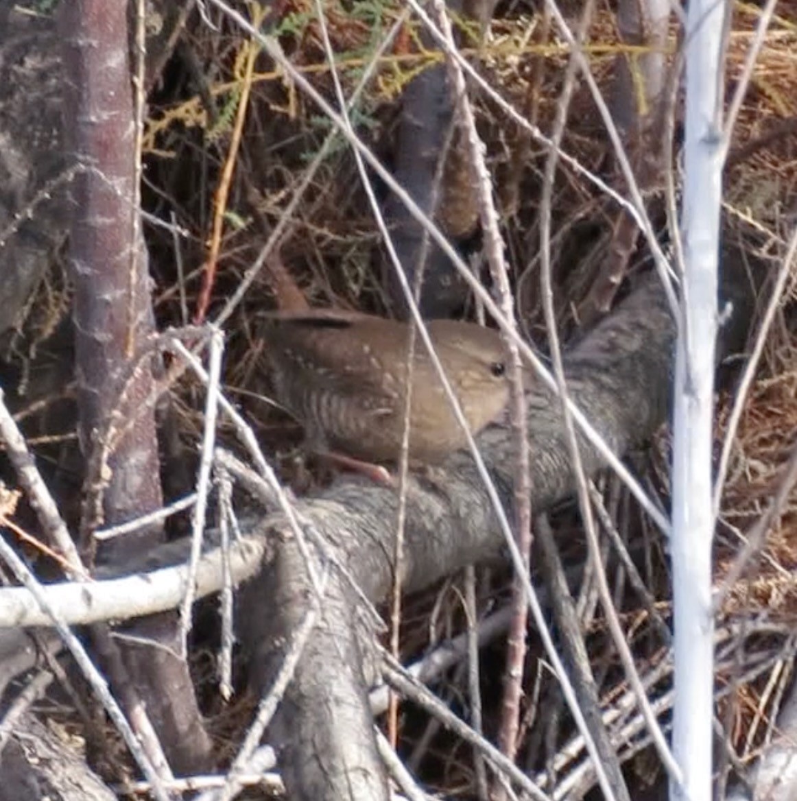 Winter Wren - ML647392554