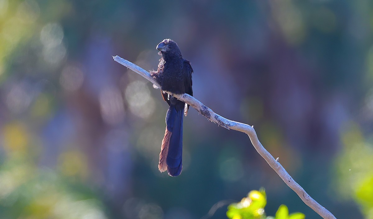Smooth-billed Ani - ML647392562