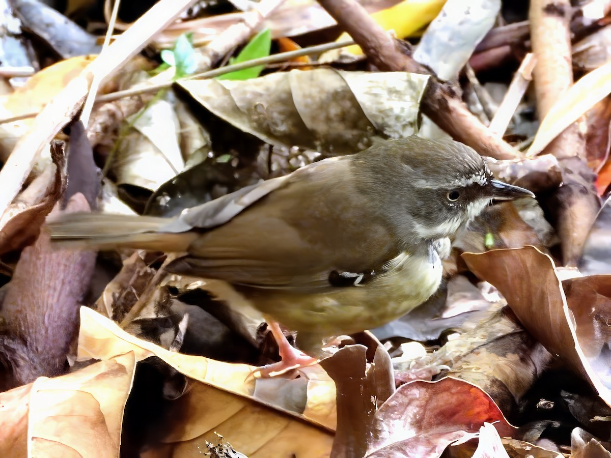 White-browed Scrubwren (White-browed) - ML647392563