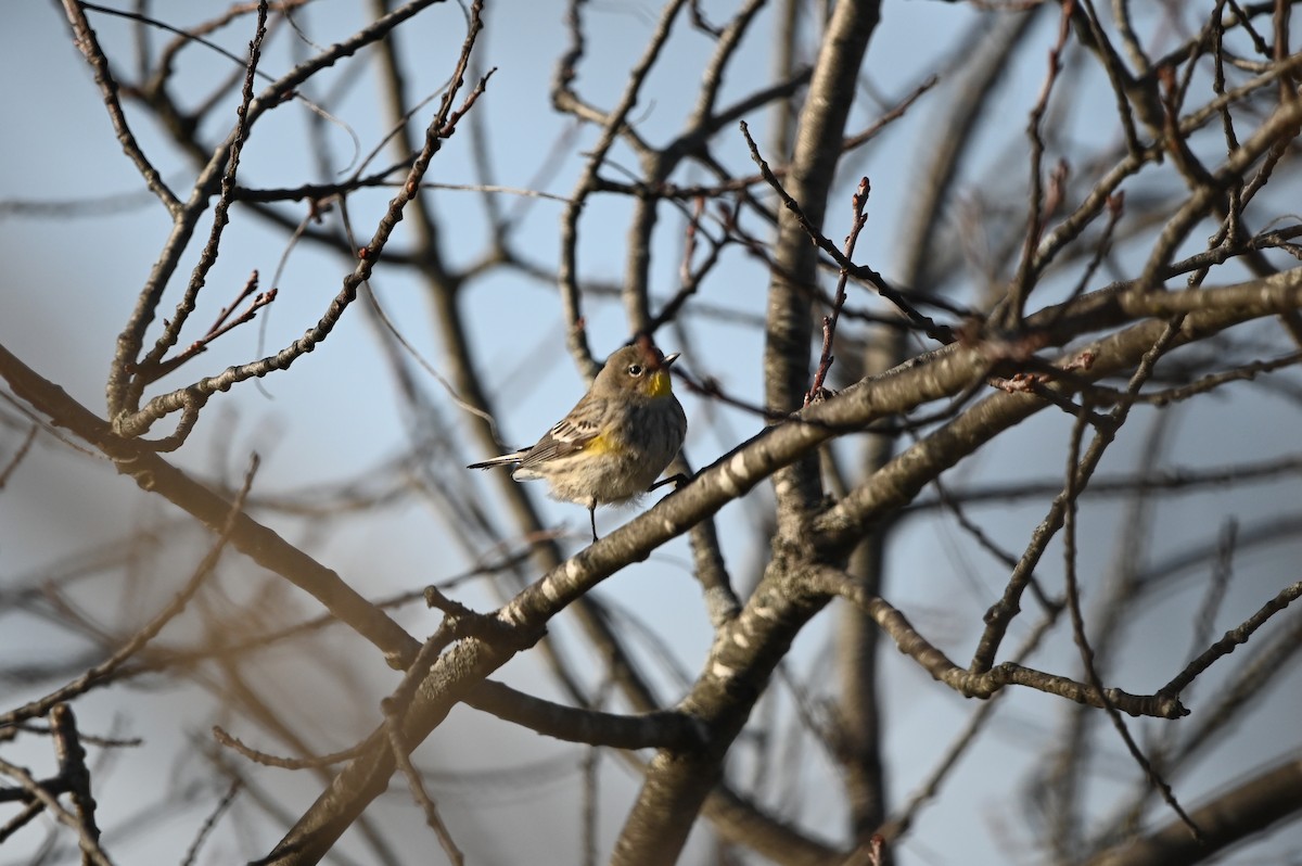 Yellow-rumped Warbler (Audubon's) - ML647392565