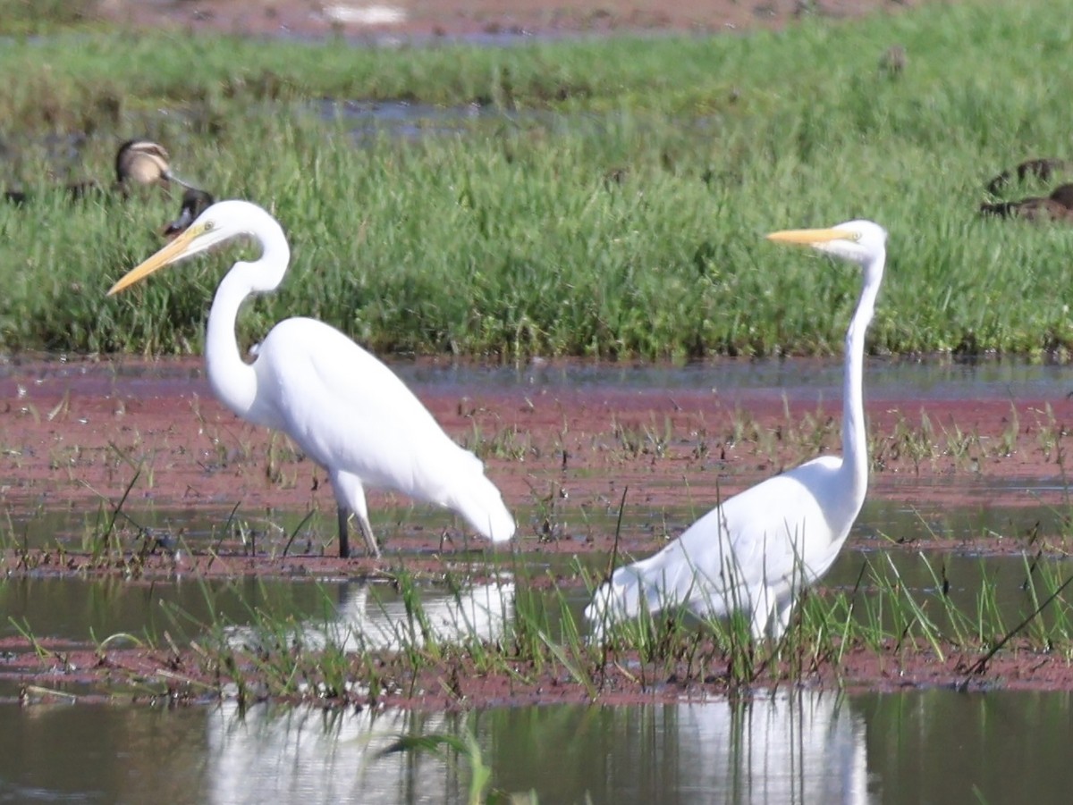Great Egret - ML647392570