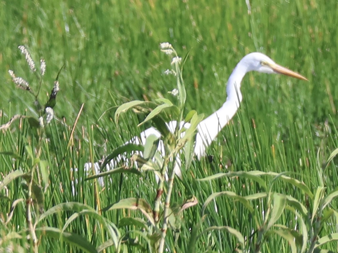Plumed Egret - ML647392576