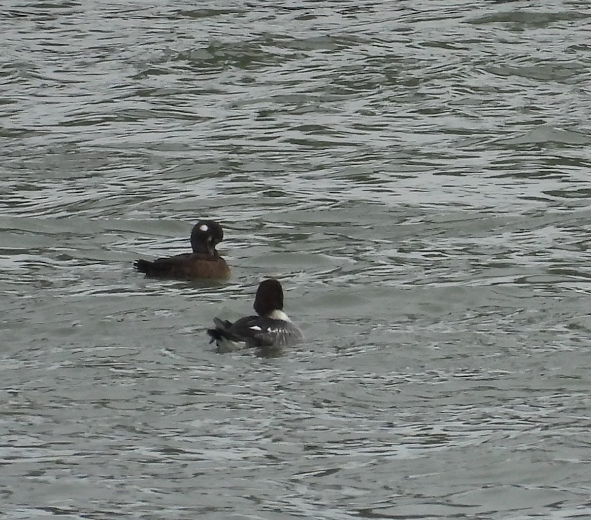 Harlequin Duck - ML647392578