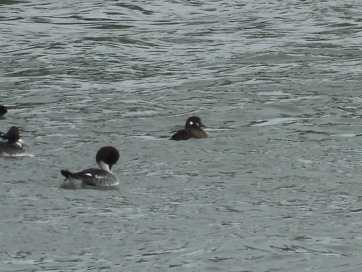 Harlequin Duck - ML647392579