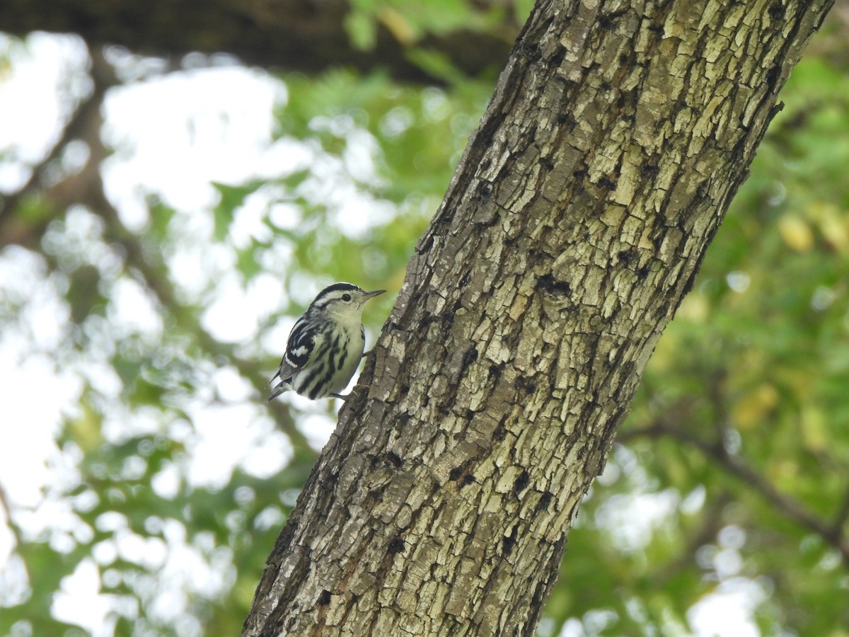 Black-and-white Warbler - ML647392585