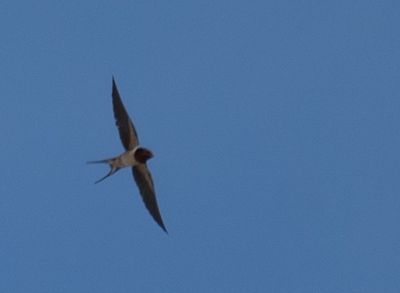 Ластівка сільська - ML647392589