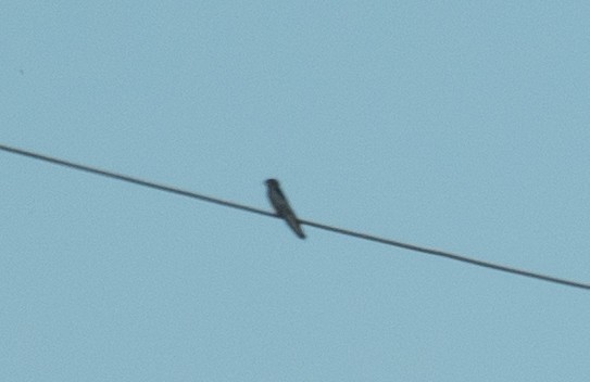 Ластівка сільська - ML647392590