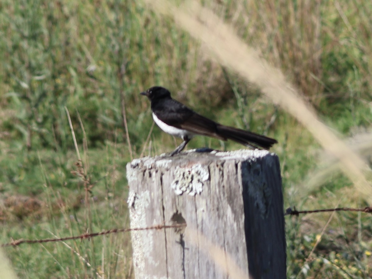 Willie-wagtail - ML647392598