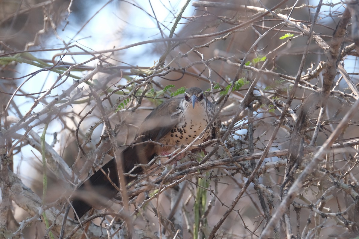 Subdesert Mesite - ML647392601