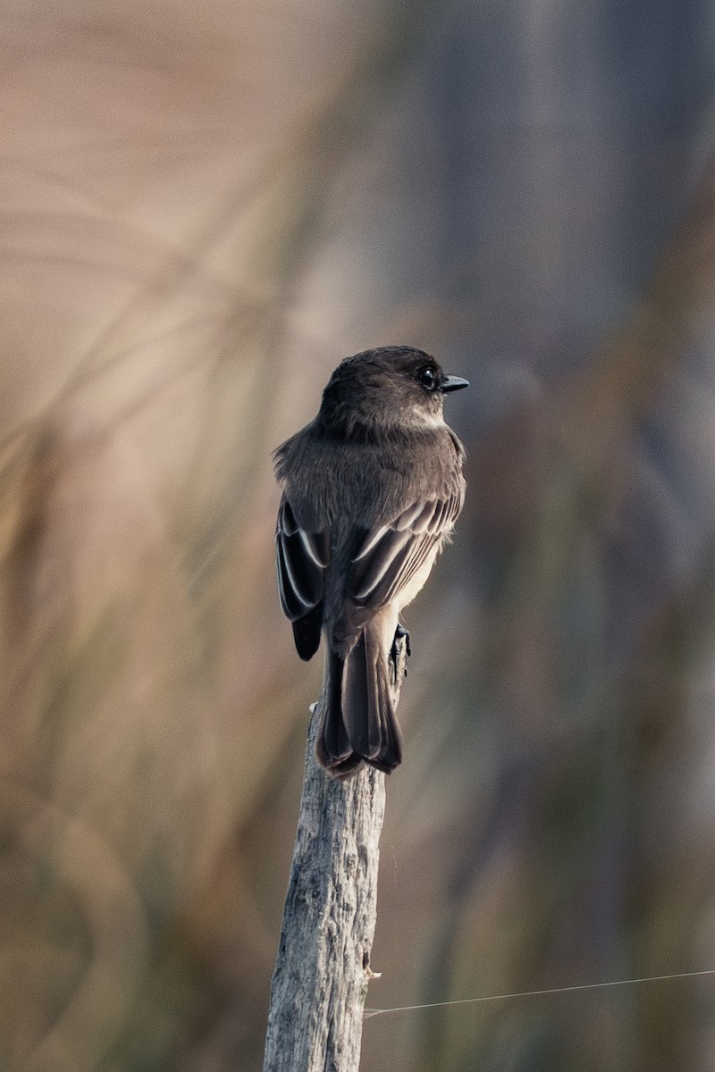 Eastern Phoebe - ML647392610
