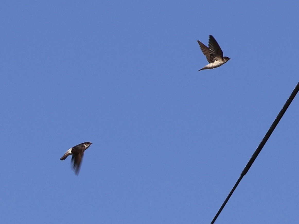 Tree Martin - ML647392621