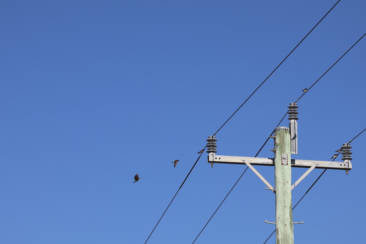 Tree Martin - ML647392622