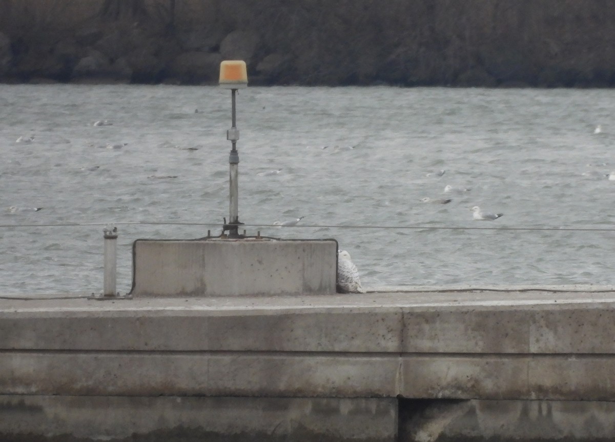 Snowy Owl - ML647392646