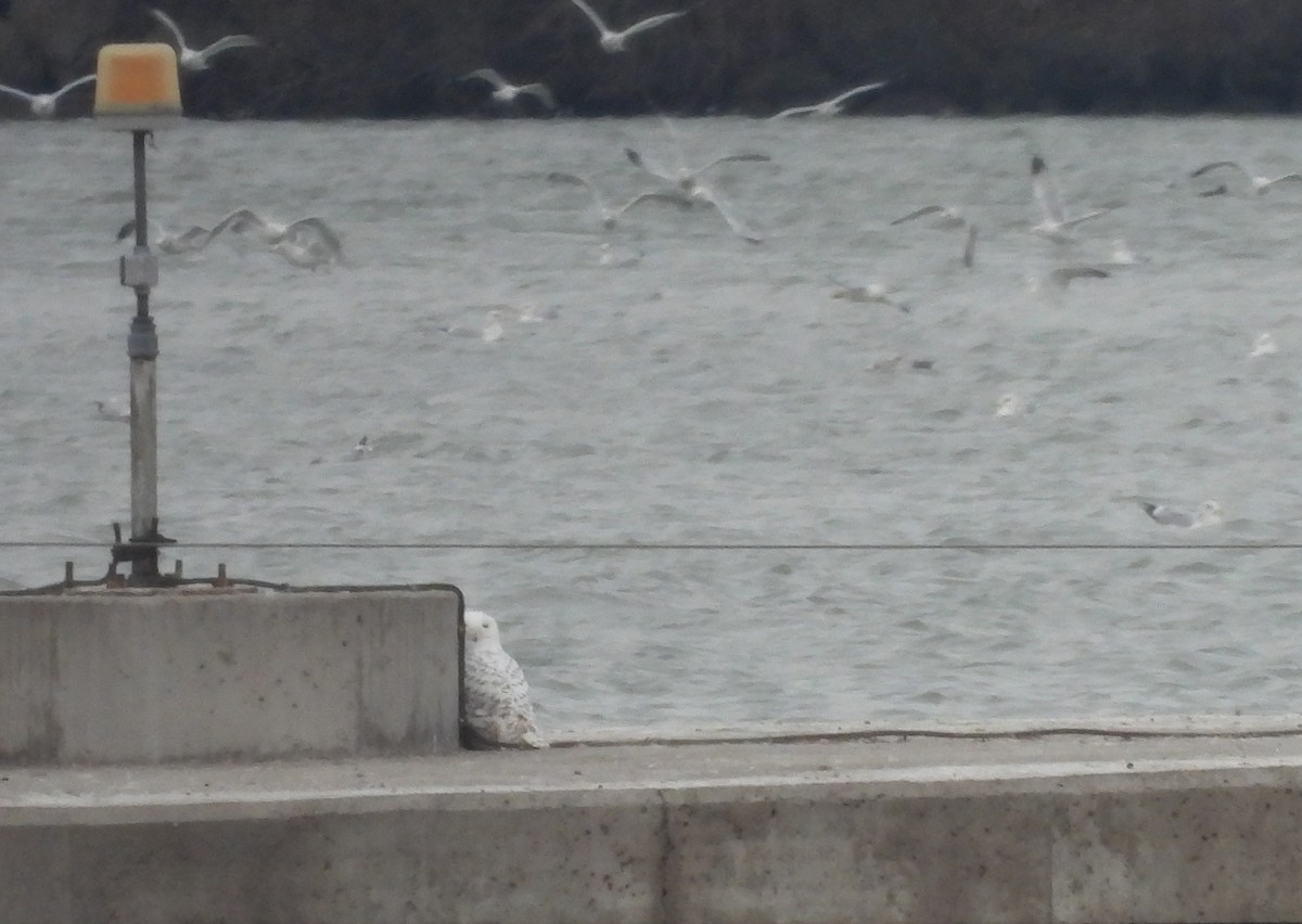 Snowy Owl - ML647392647