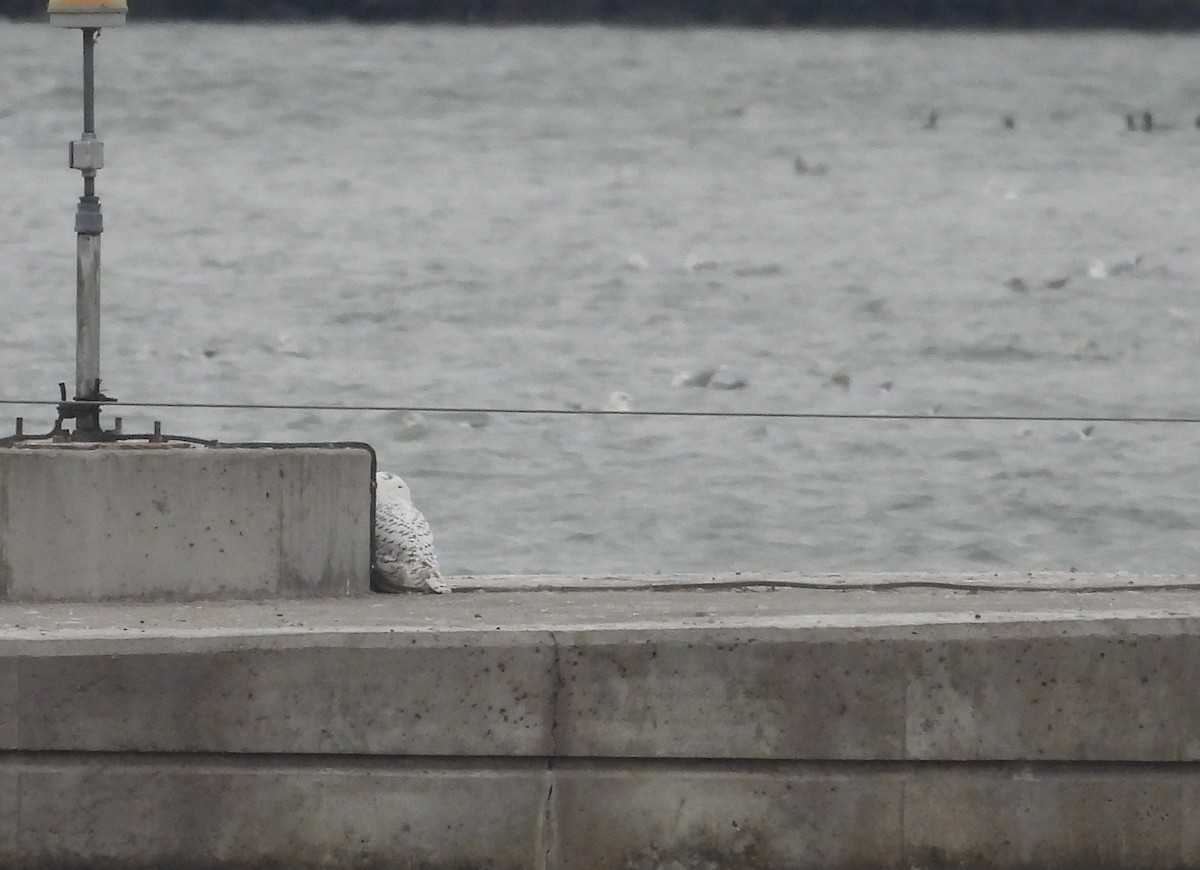 Snowy Owl - ML647392648