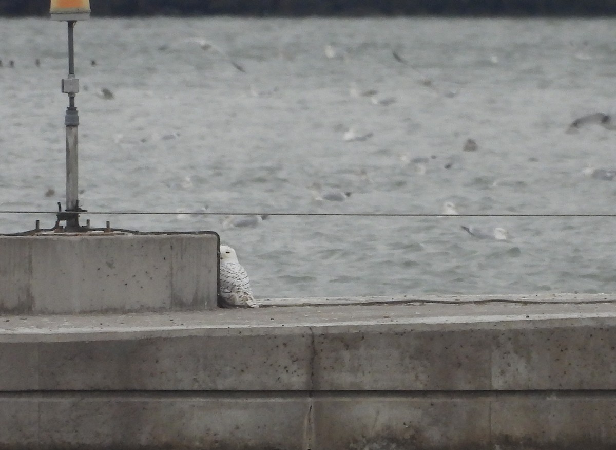 Snowy Owl - ML647392649