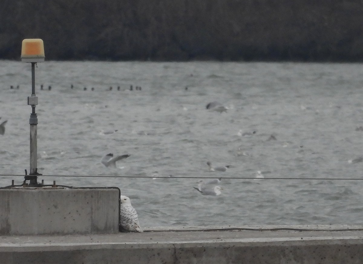 Snowy Owl - ML647392650