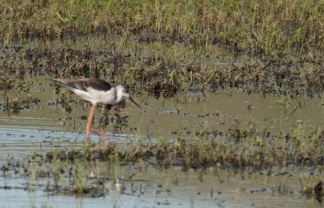 高蹺鴴 - ML647392655